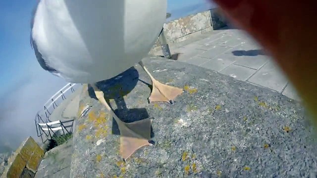 Une mouette voler la GoPro d'un touriste