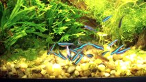 Green neon tetra (Paracheirodon simulans), Neon zielony