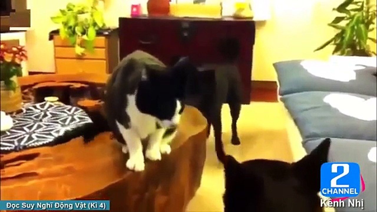 Funny Animal Videos - Over 13 Minutes Of Hilarious And Cute Animal Moments