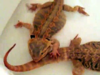 Bearded Dragon Swim Gone Wrong...