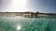 Bahamas Beach is Populated by Pigs