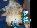 Top 5 World's Fattest Cats