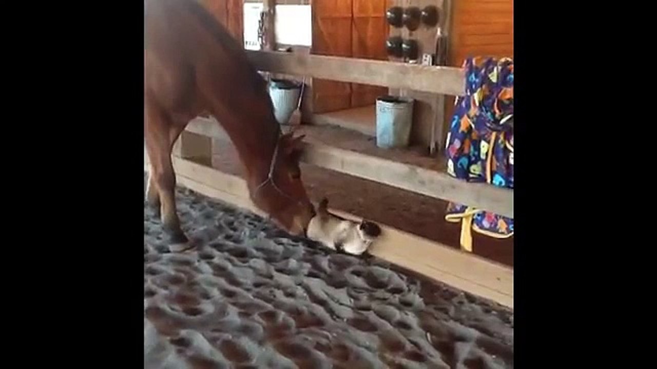 My Horse And Cat Play Together