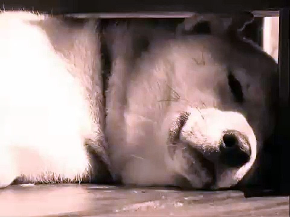 呪いのビデオの巻