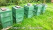 Apis mellifera sicula - Die Sizilianische Biene: Erste Sicula Bienen am Flugloch