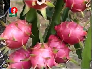 Nahar Dragon Fruits