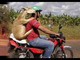 Animals Riding with People On Motorcycles