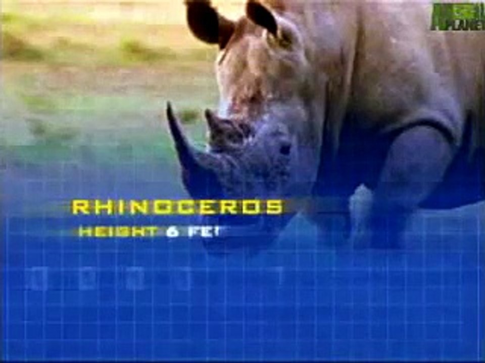 Animal Face Off  Elephant vs  Rhino 1