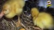 Amazing Cat Feeding Ducklings - Funny Videos