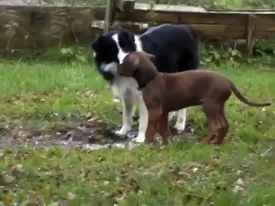 Rhodesian Ridgeback vs Border Collie
