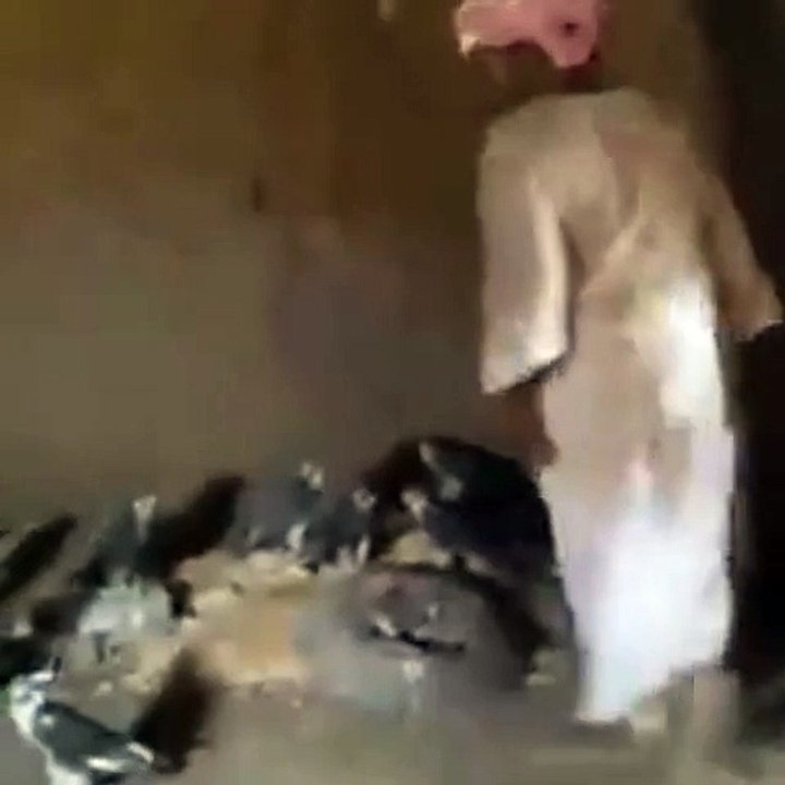 طيور كسلا من السودان