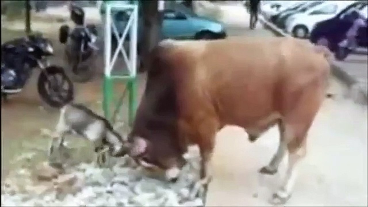Chèvre vs taureau