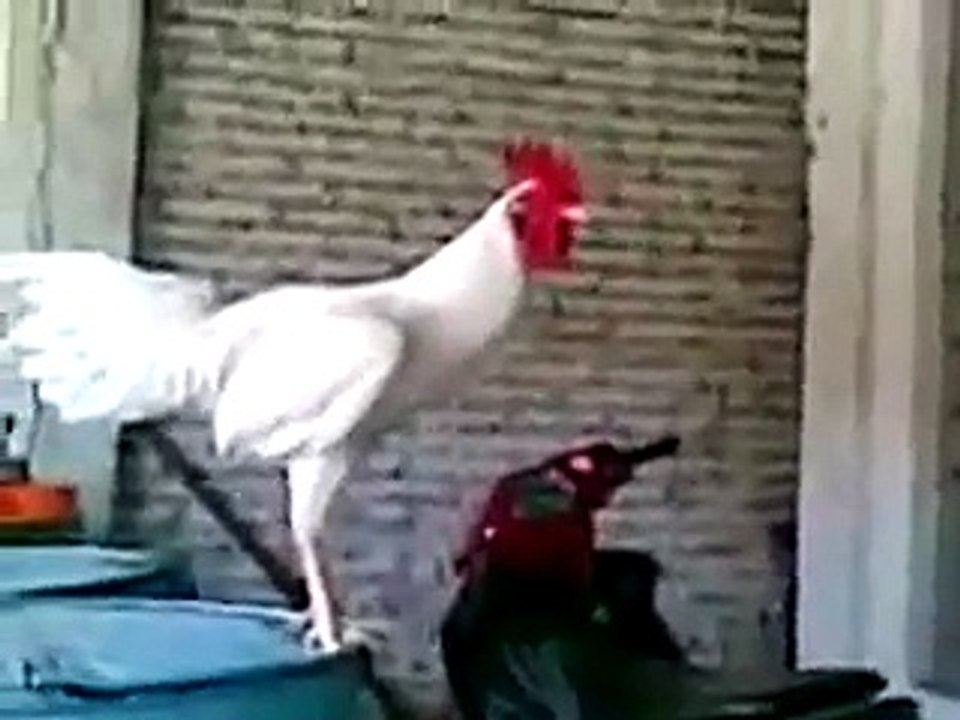 Chicken Sounds - Hen Sounds Loudly