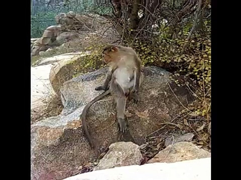 Monkey Meat
