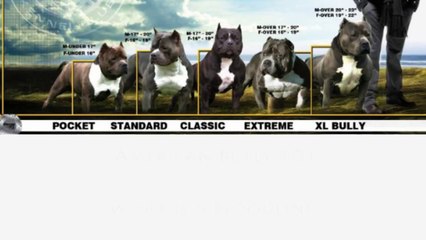 American Bully 101 - Definition of a bloodline
