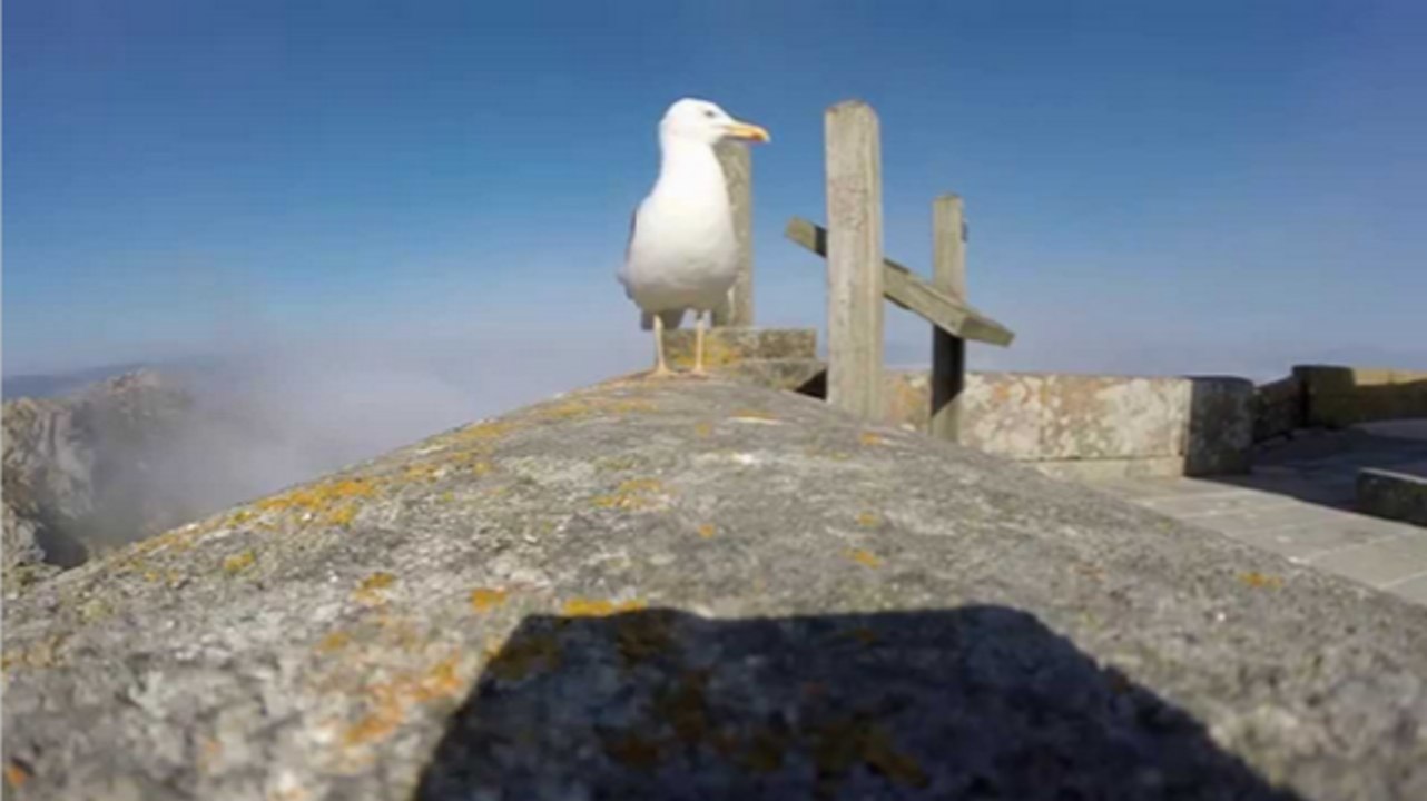 Bird Trolls GoPro Owner, Causes Panic