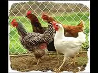 Arabic Grammar For Children (Alif , Ba ,Ta )