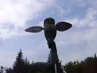 Olimpics Firenze Gufo Particolare