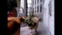 Rinderzucht Tirol  Almabtrieb 