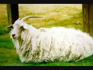 Ankara Tiftik Keçisi - www.ziraatciyiz.biz