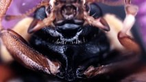 Japanese lady bug (Harmonia axyridis)