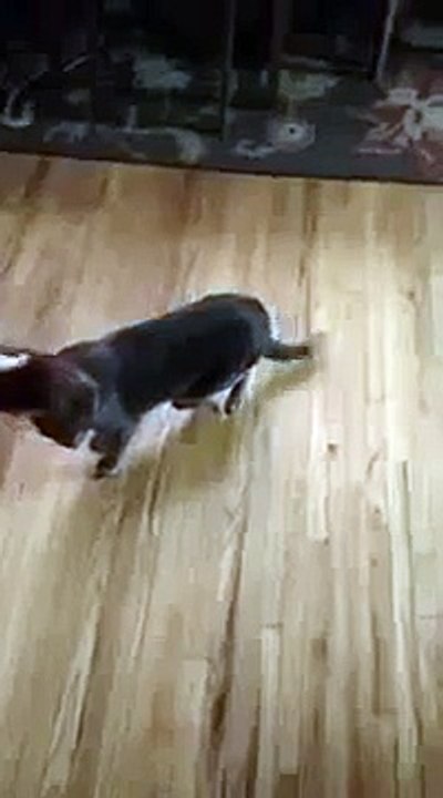 Very Funny Videos 2015 HD