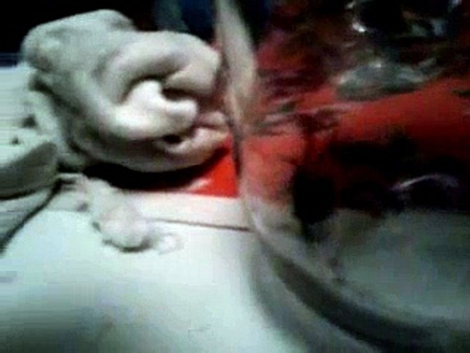 Viuda Negra VS  Violinista