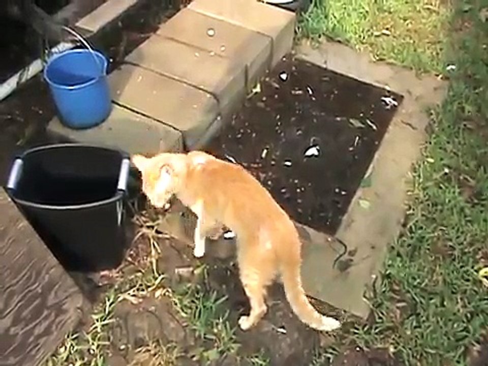 Saddle Thrombus - Feline Hind Leg Paralysis