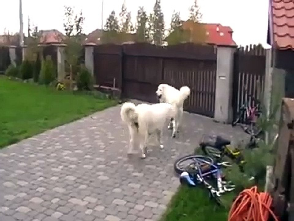 Date :) Celma & Harnaś