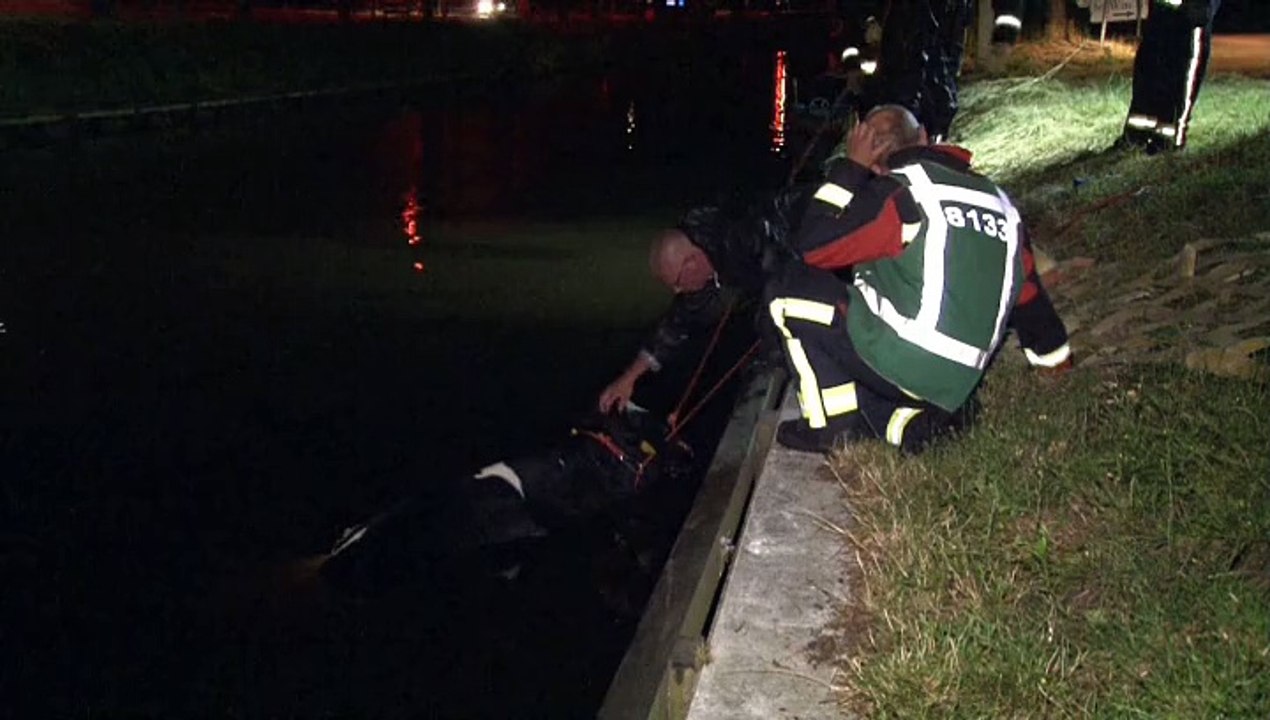 Kudde koeien beleeft nachtelijk avontuur in Zuidlaren - RTV Noord