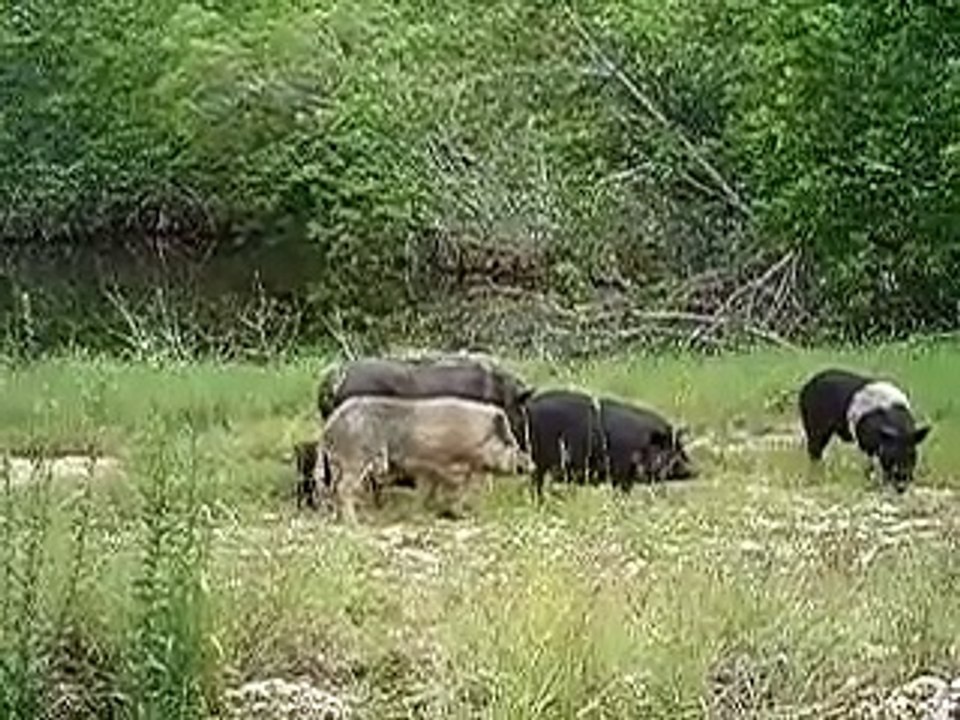 Everglade Alligator Attack