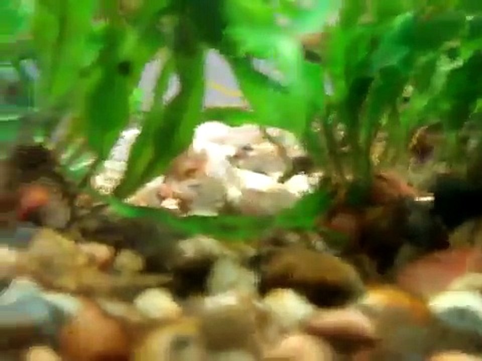 Platinum Polypterus Senegalus