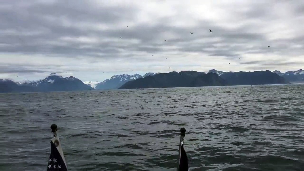 Deux pêcheurs en plein milieu d'un groupe de baleines à bosse