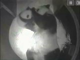 San Diego zoo panda cam,playing in the den,this is just too cute,12/16/12