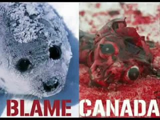 masacre de focas en canada
