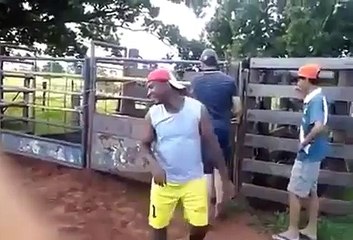 Funniest Bull Fighting ever :P