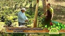 Escuela de Campo: Labores culturales y fertilización del plátano - 24 de octubre