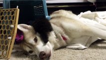 Un chaton élevé par des Husky se prend pour un chien