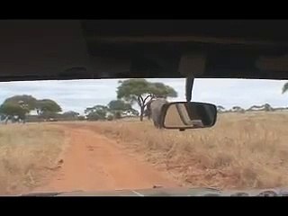 African Elephant Charges our Truck