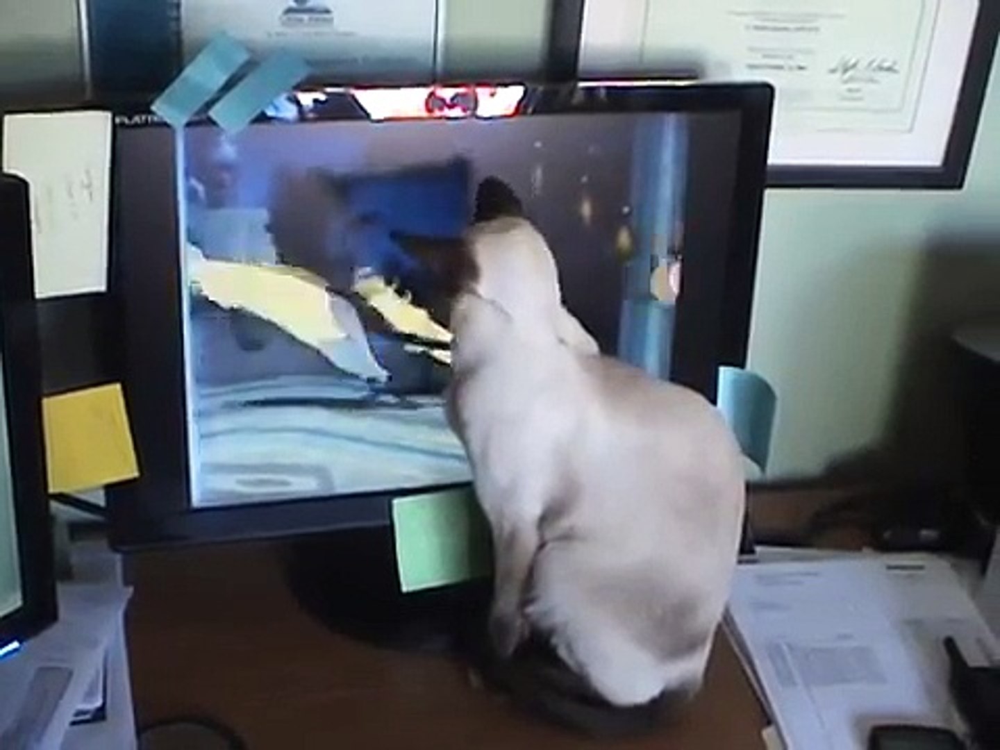 Siamese Song Siamese Cat Siamese ... funny as Hell!-copypasteads.com