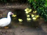 Mommy Duck & The Ducklings