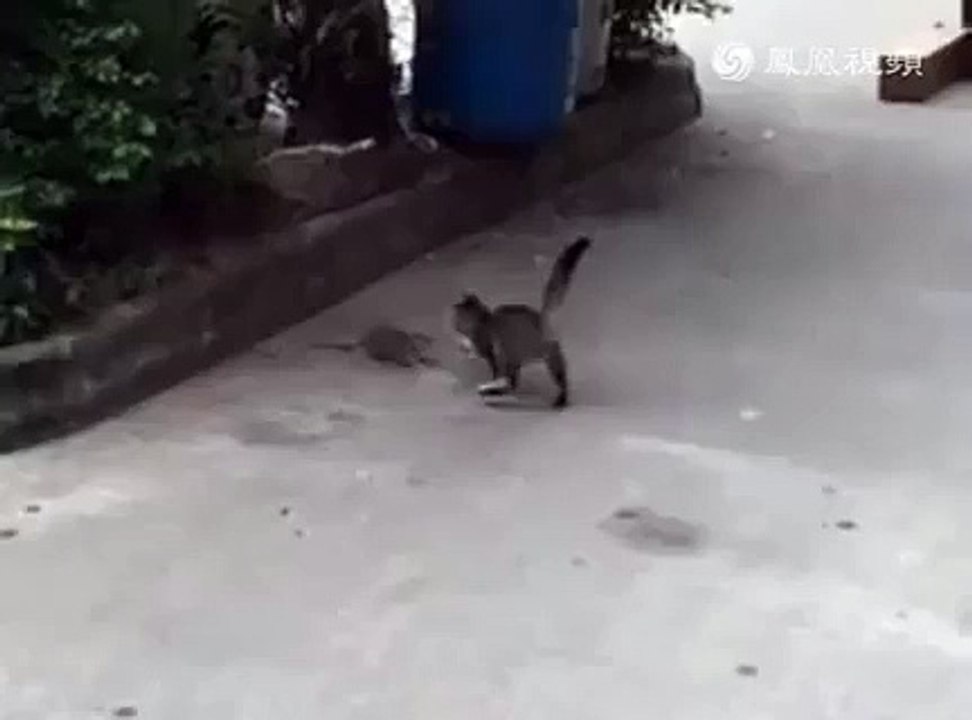 mickey mouse  in real