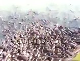 Thousands of fish feeding