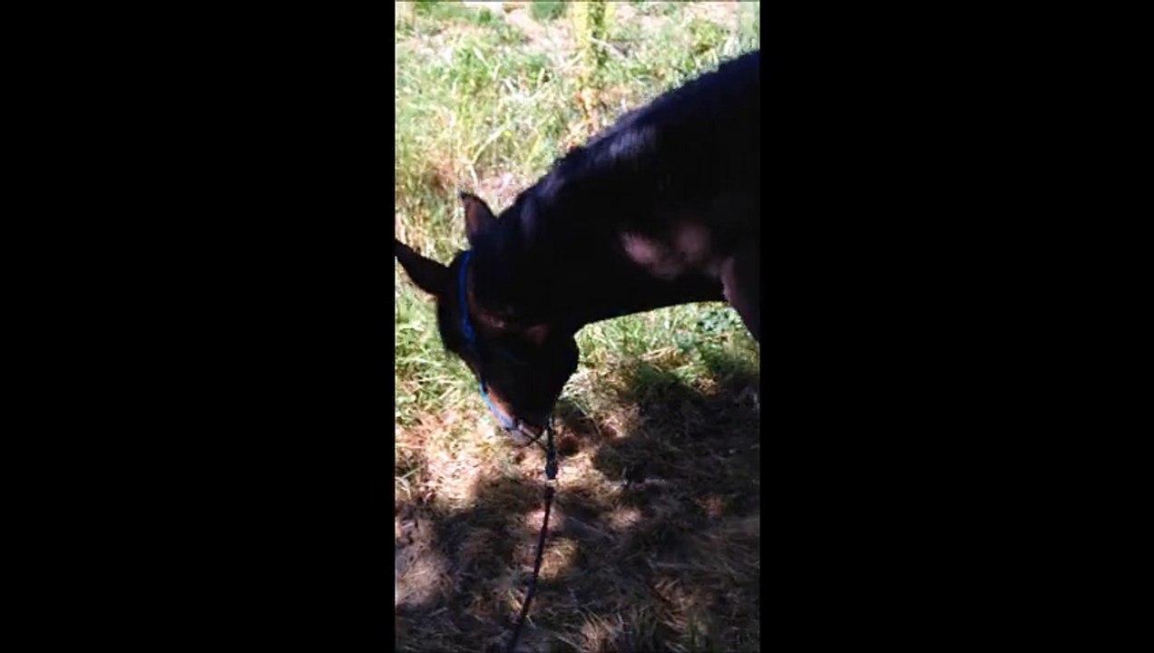 balade avec nickel 07 15