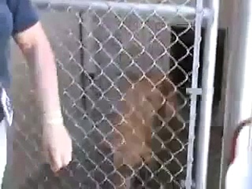 Unsheltered Dogs