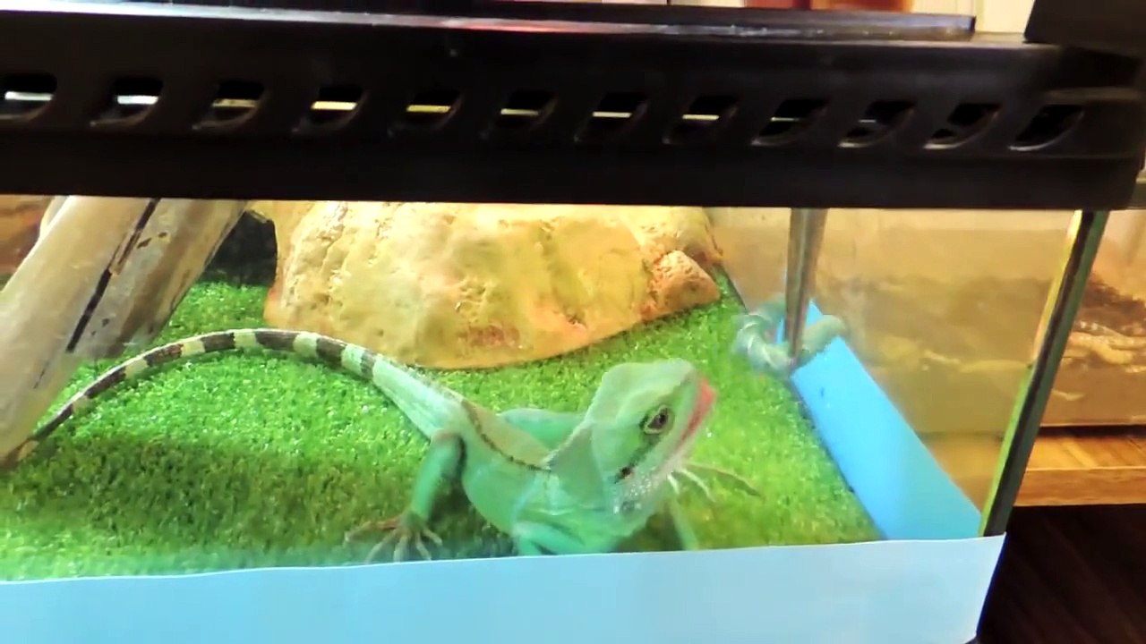 Reptars Munchin' Aug2012