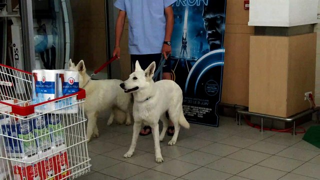 DOMAINE DE PEGASE BERGER BLANC SUISSE, berger blanc suisse, domaine de pegase,education, chiots, socialisation louve