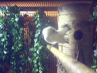 Balistar - Bali Myna - Rothschild´s Mynah - Bali Starling - post by http.//www.animal-breeder.com