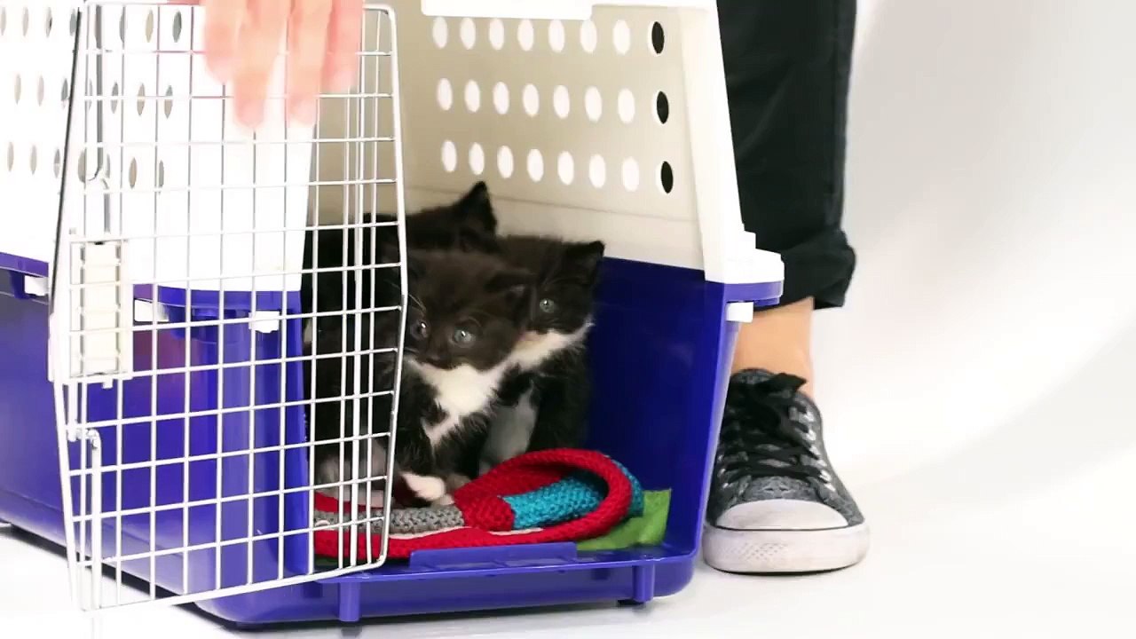 Des chiots et des chatons partagent un moment de complicité