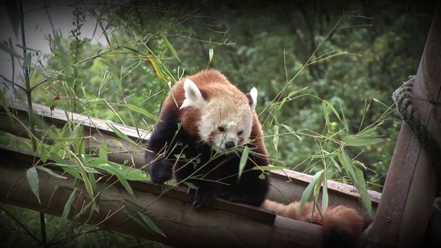 La vaccination des bébés pandas roux du zoo du Jardin des Plantes